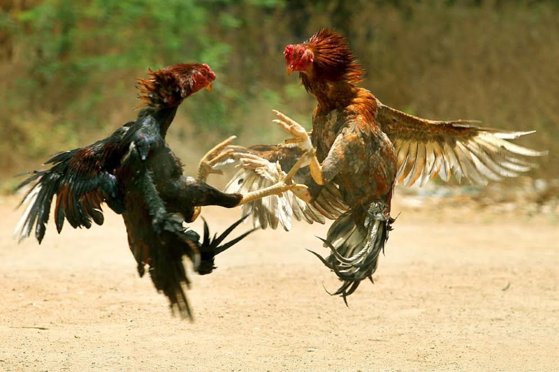 Đá Gà Sabong Winbet | Trực tiếp 100+ trận cựa hấp dẫn nhất 2 Đá gà Sabong winbet