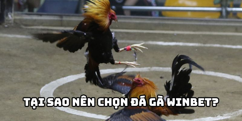Đá gà 1 sảnh đá gà Winbet